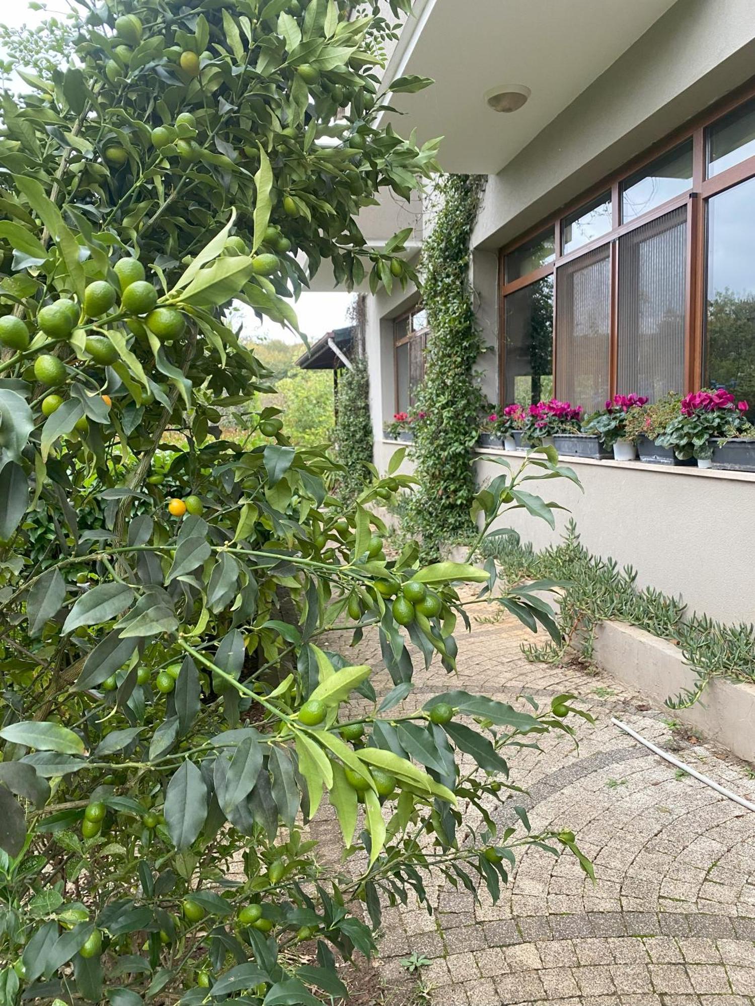 Kerpe Diem Otel المظهر الخارجي الصورة